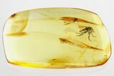 Detailed Fossil Snipe Fly (Bolbomyia) In Baltic Amber #328213-1